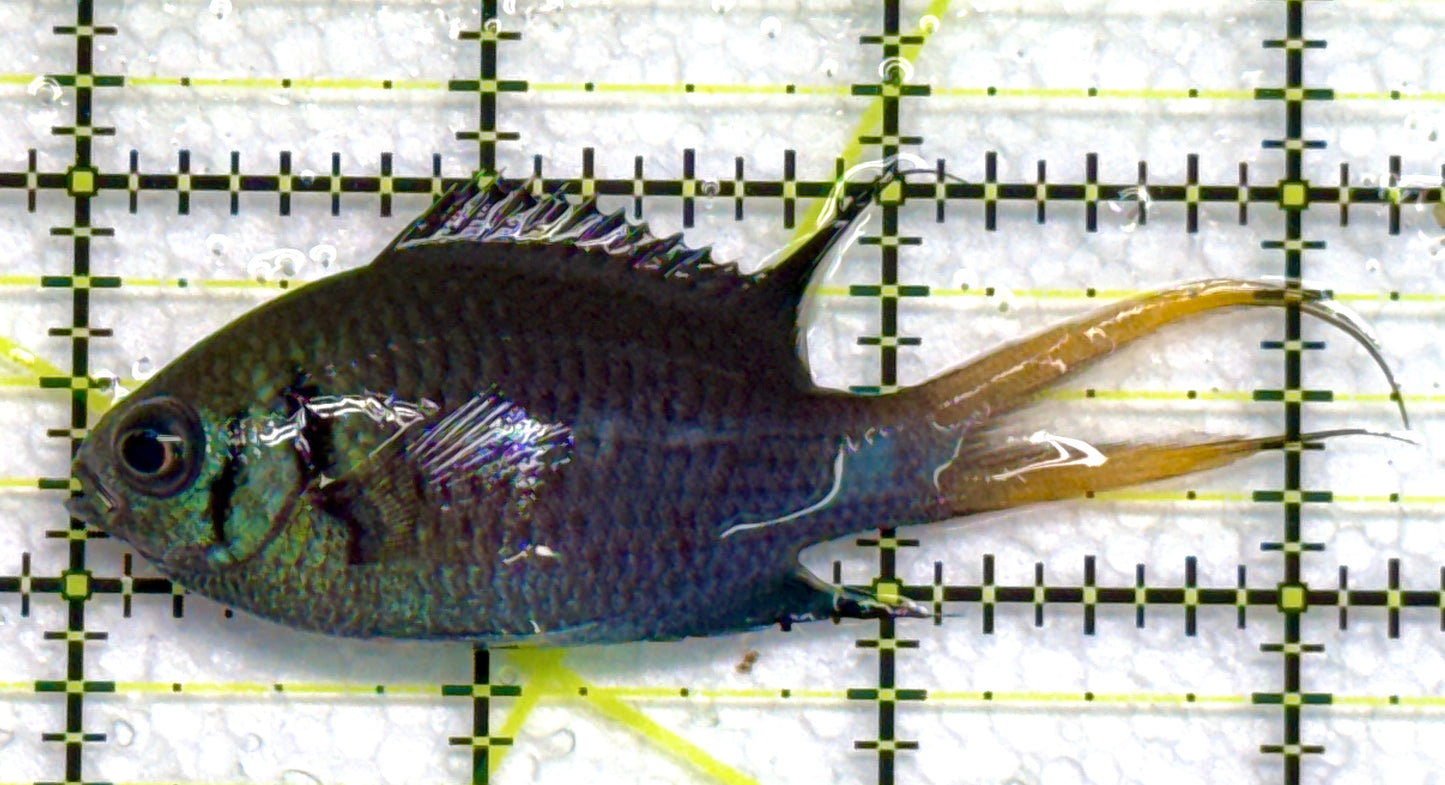 Yellowtail Double Bar Chromis YDBC040103 WYSIWYG Size: M 3" approx