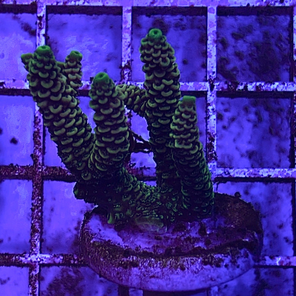 Assorted Aussie Ultra Hot Acropora Size: M 0.75" to 1" Diameter Approx