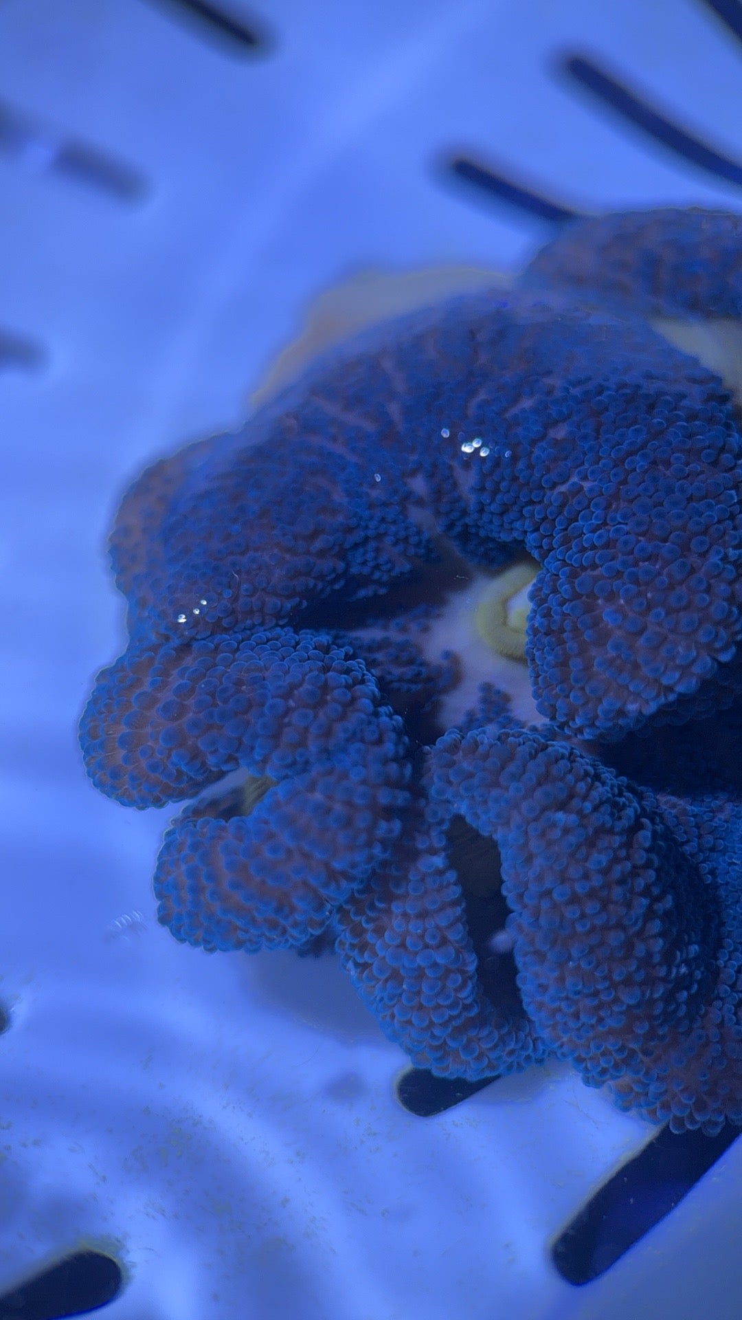 Blue Carpet Anemone Size: M 3" to 4" WYSIWYG