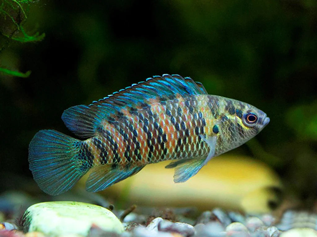 Blue Badis Badis