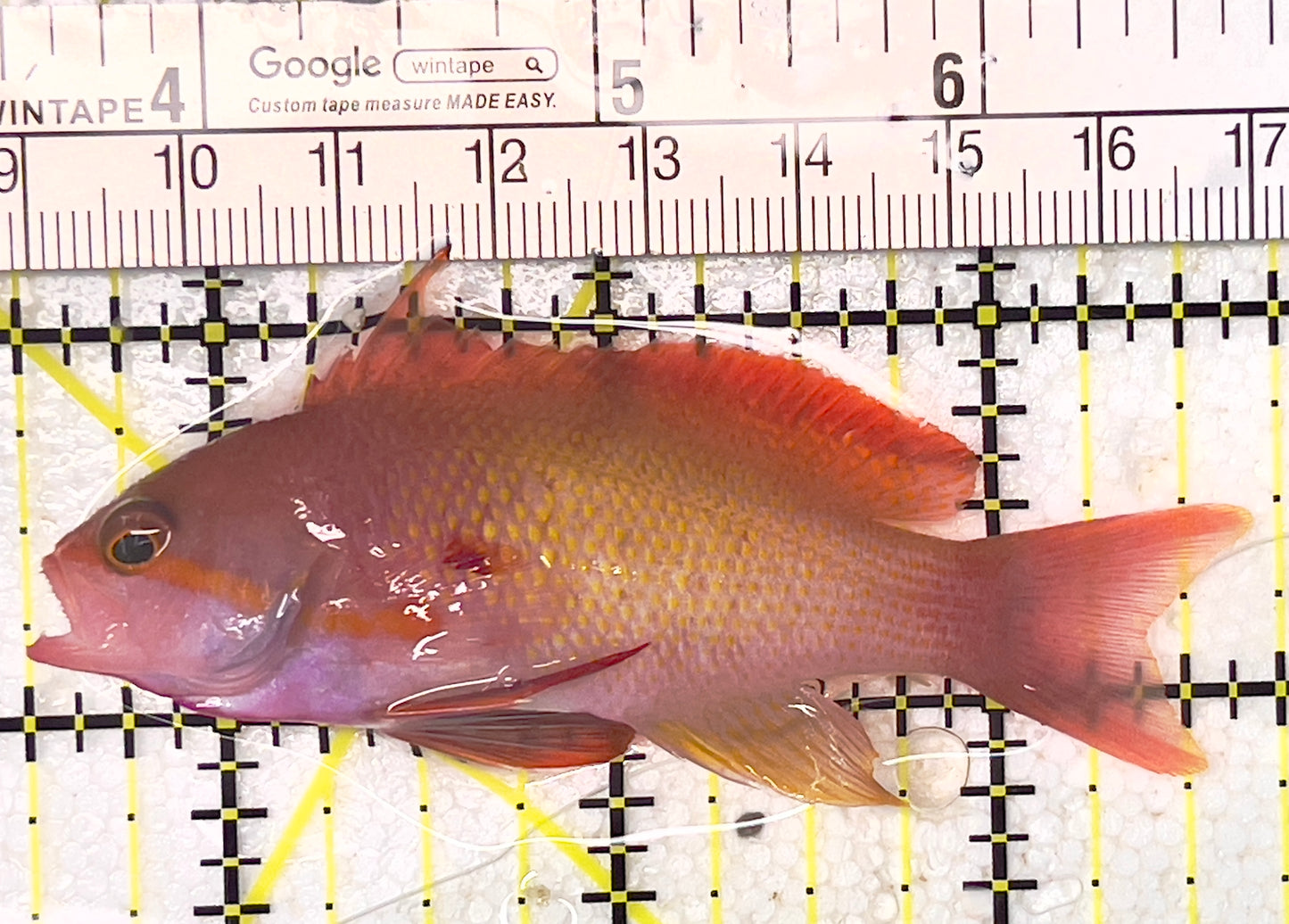 Male Lyretail Anthias (Maldives) MLA071903 WYSIWYG Size: L 3.25" approx