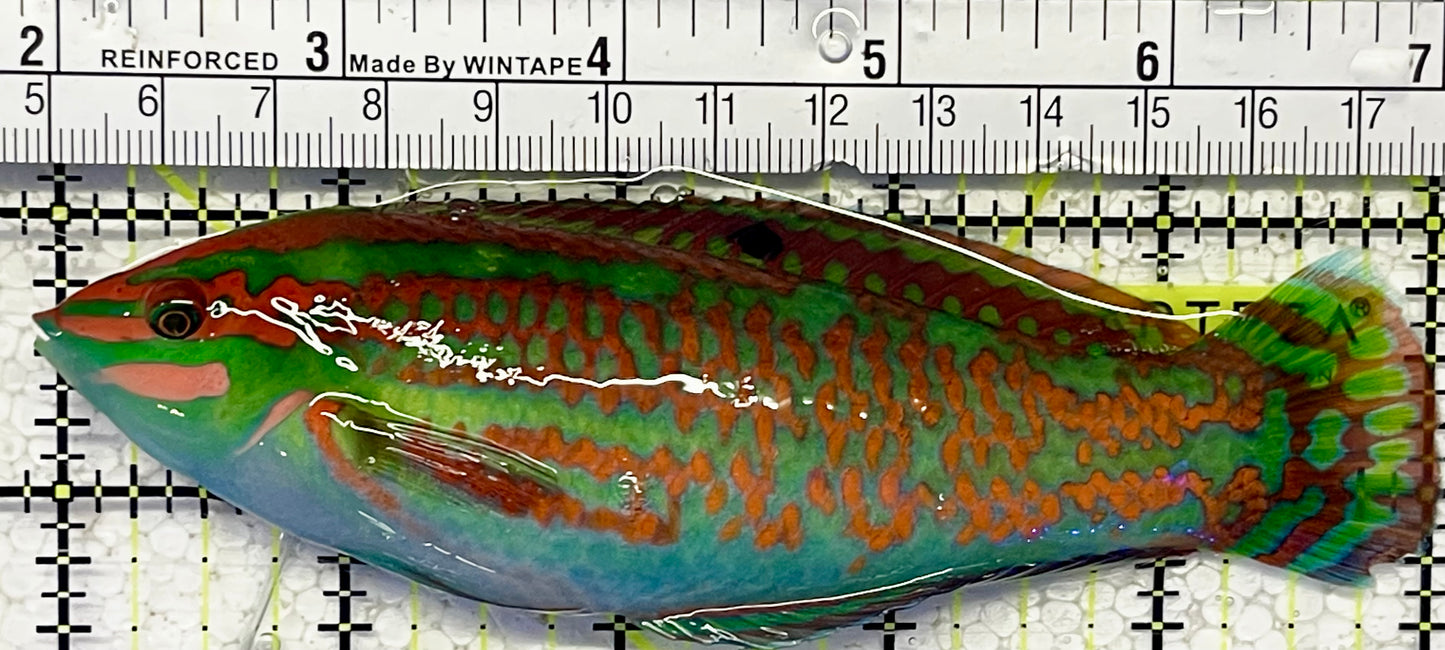 Red-Lined Wrasse Special grade (Tonga) Size: ML 3" to 4"