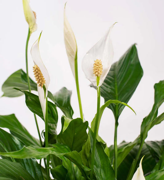 Peace Lily / Spathiphyllum Wallisii