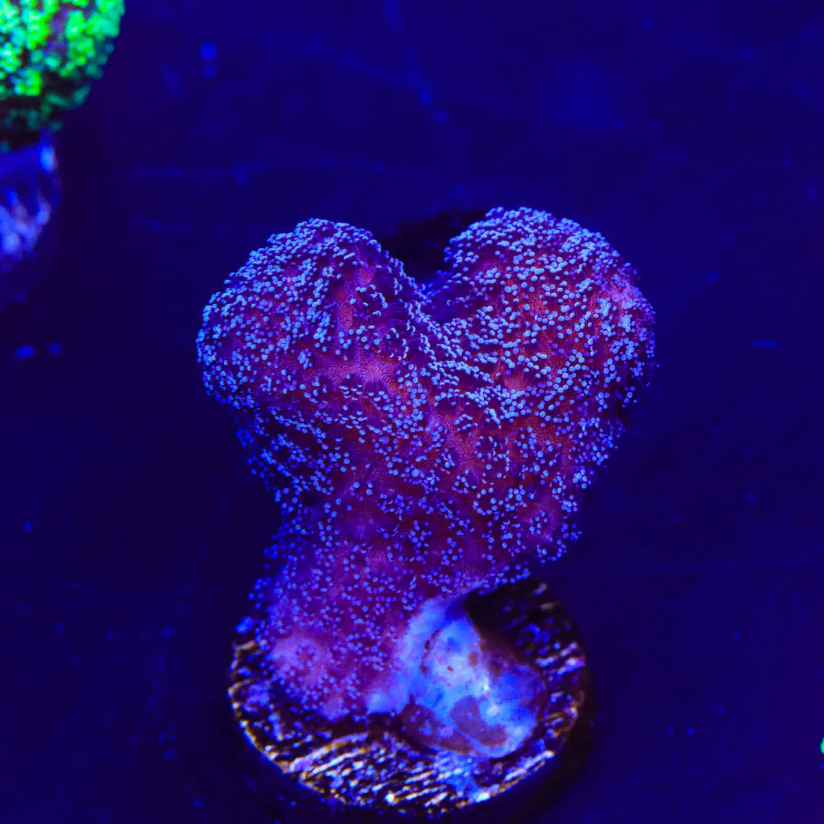 Stylophora Purple Milka (Aquacultured)