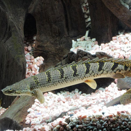 Endlicheri Bichir