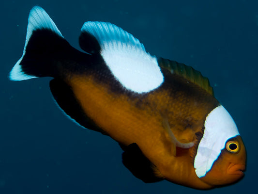 Brown Saddleback Clownfish - Violet Sea Fish and Coral