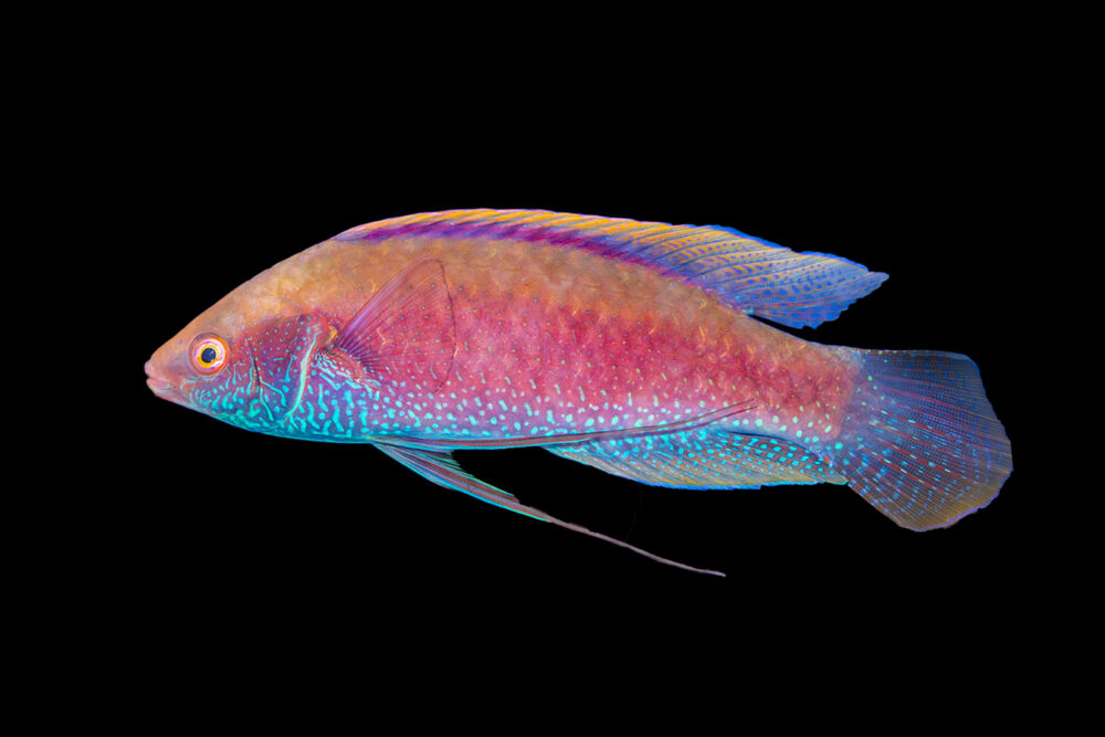Rare Solomon Islands Rasberry Fairy Wrasse Size: XL 2.5" to 3.5"