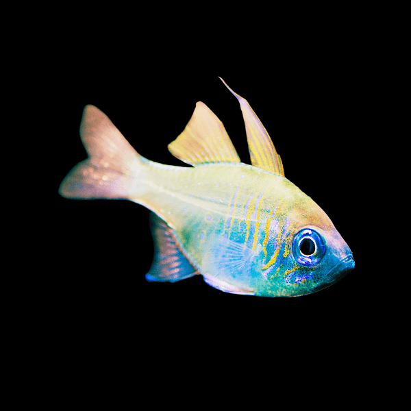 Longspine Blue Eye Cardinal Fish - Violet Aquarium