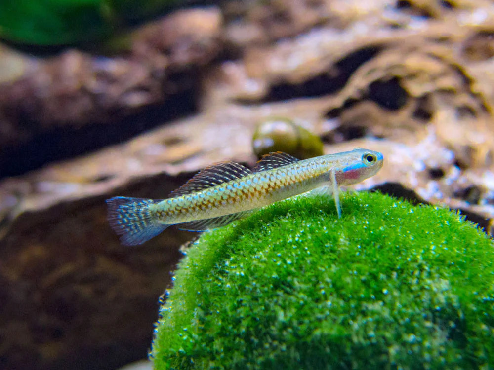 Neon Goby
