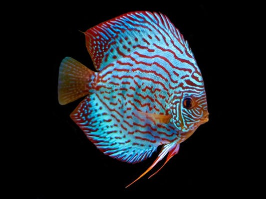 Discus Blue Turquoise Size: XL 5" to 7" (Maldives)