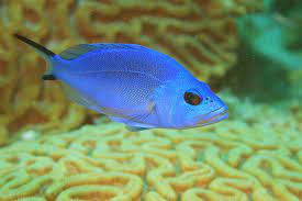 Blue Hamlet