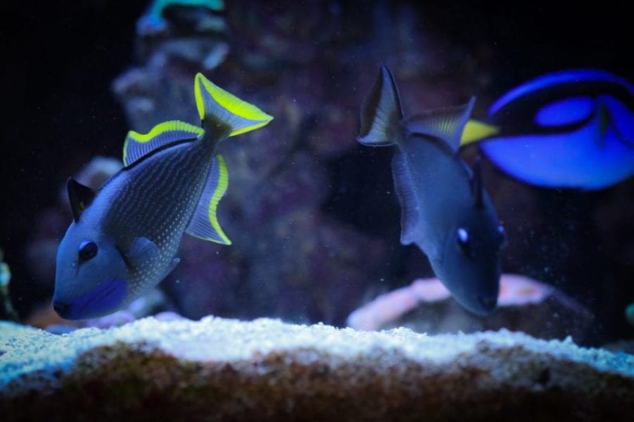 Pair of Blue Throat Triggerfish (Reefsafe) Female: 3" to 5", Male: 3" to 6" - Violet Aquarium