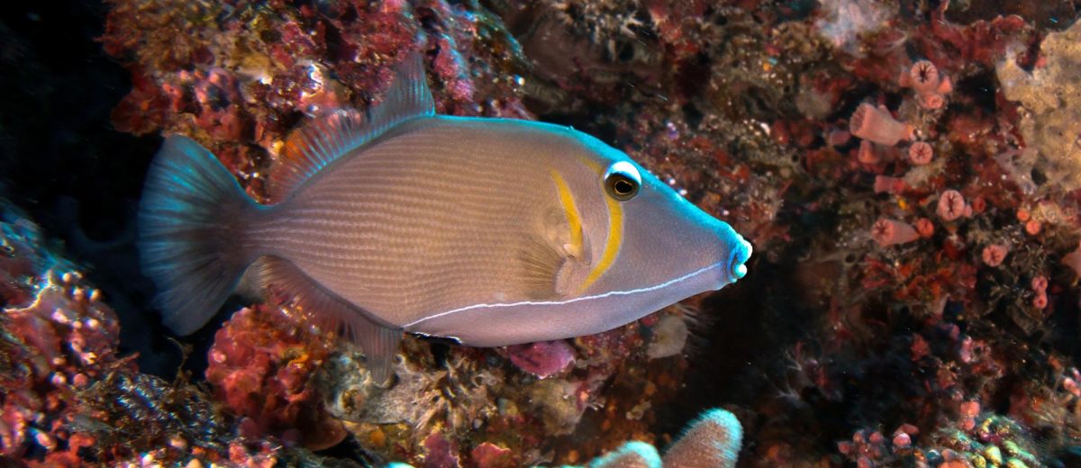 Lei Triggerfish - Violet Sea Fish and Coral