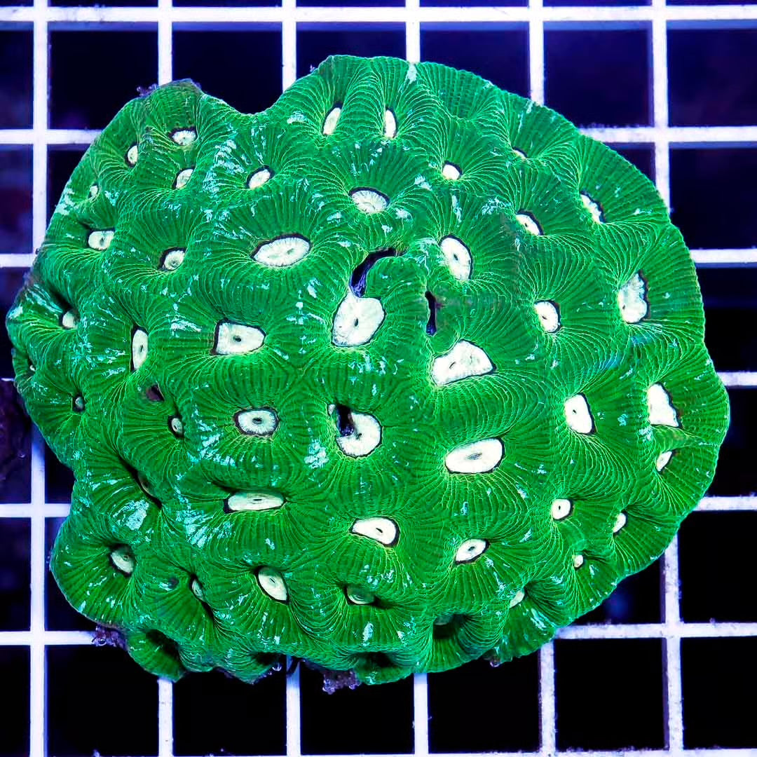 Aussie Neon Goniastrea Mother Colony ANGMC031301 WYSIWYG