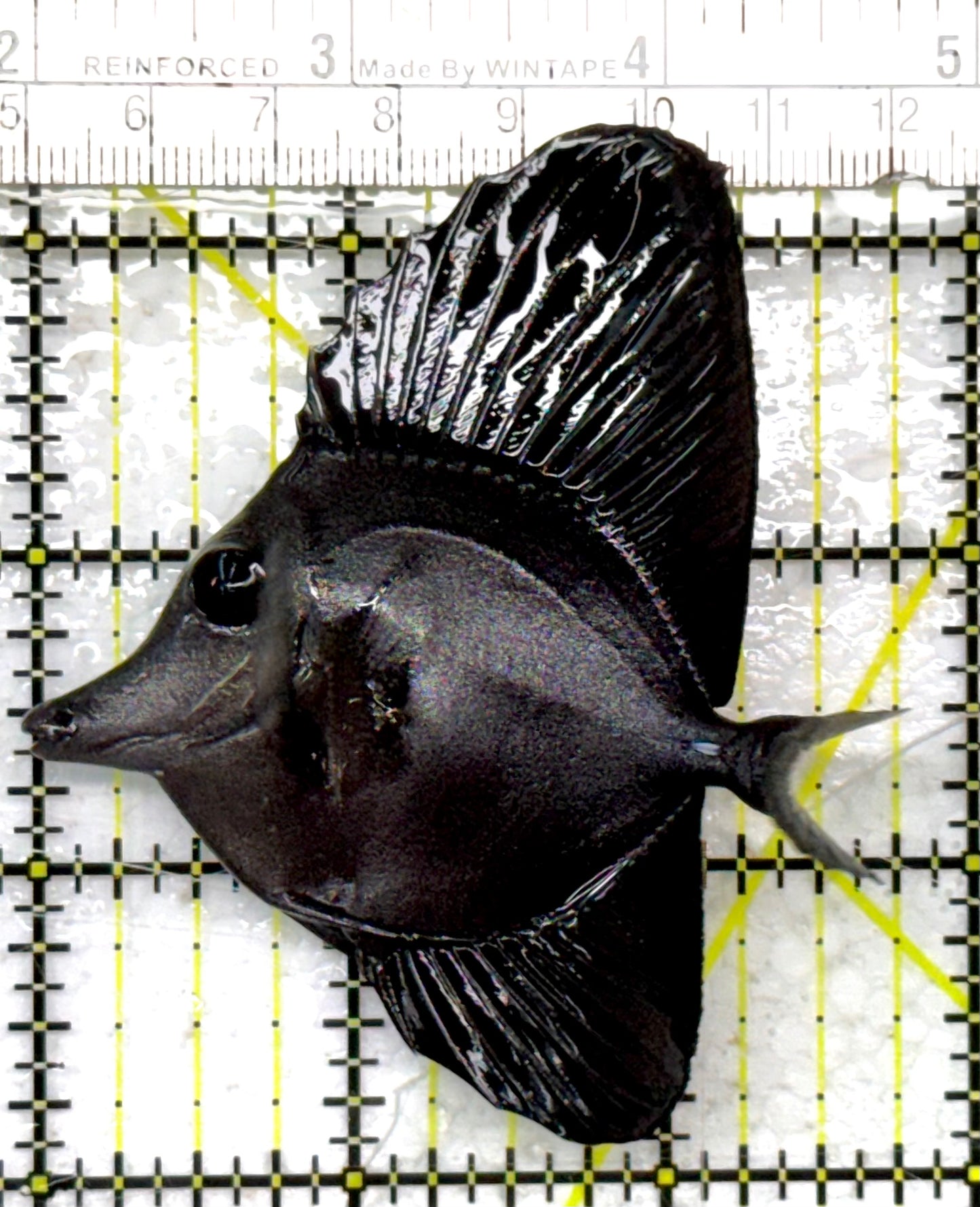 Black Tang BT040501 WYSIWYG Size: S 2.75" approx