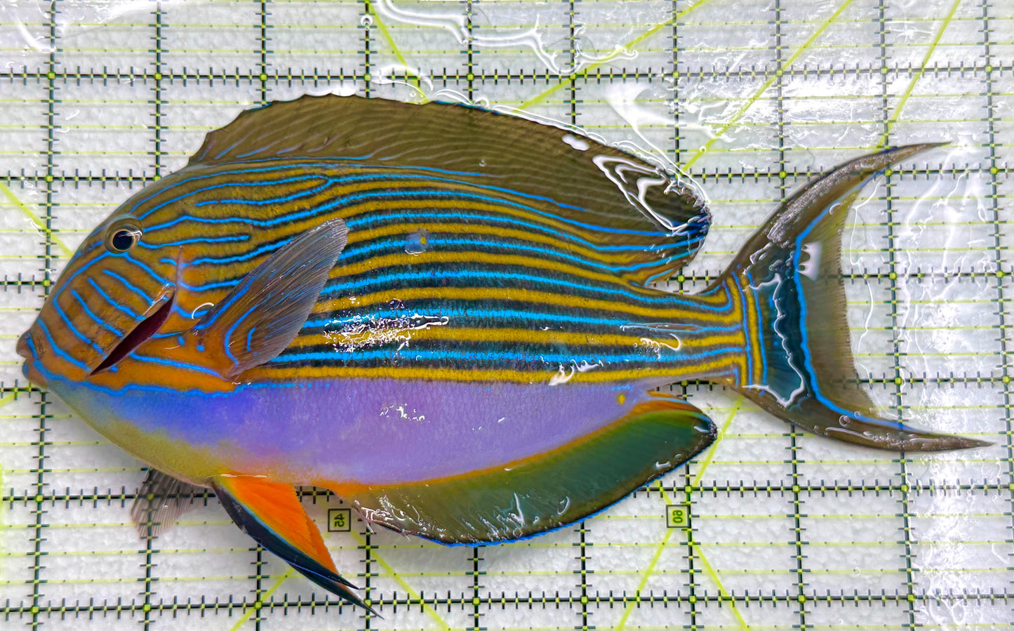 Clown Tang CT040101 WYSIWYG Size: XXXL/Show Above 9" approx