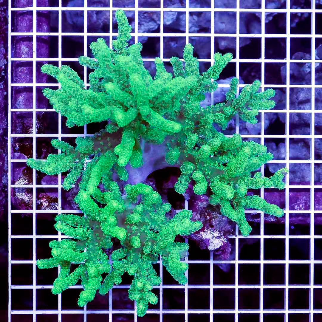 Aussie Ultra Neon Sinularia Mother Colony AUNSMC031303 WYSIWYG