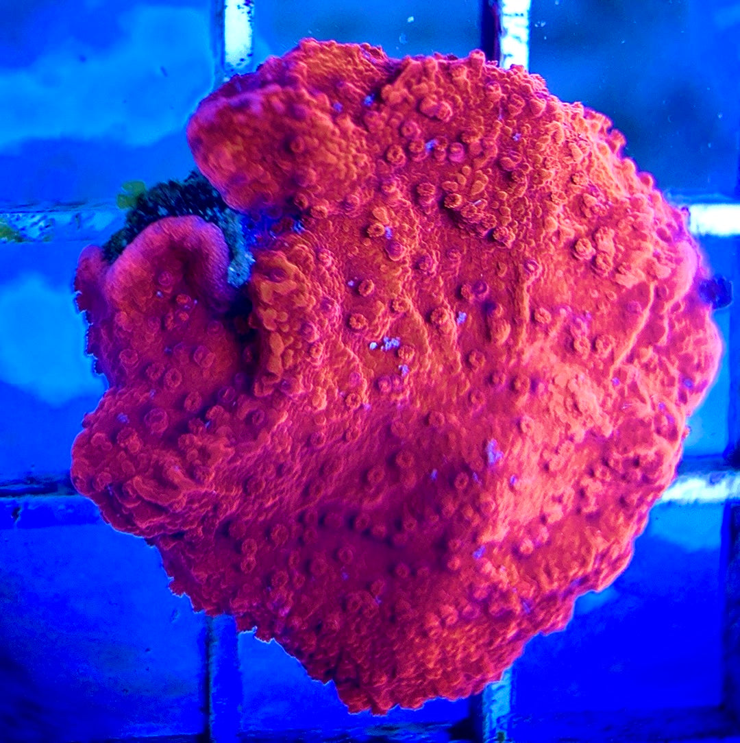 Red and Green Grafted Montipora RGGM042205 WYSIWYG