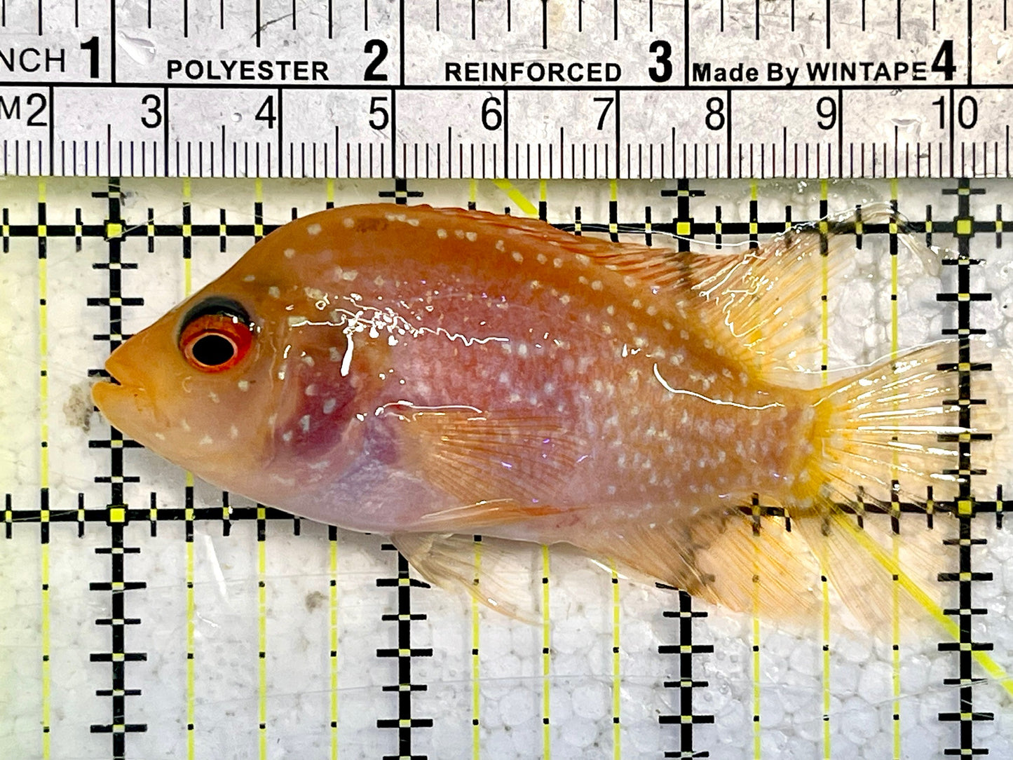 Flowerhorn Cichlid FC12001 WYSIWYG Size: S 3.5" Approx