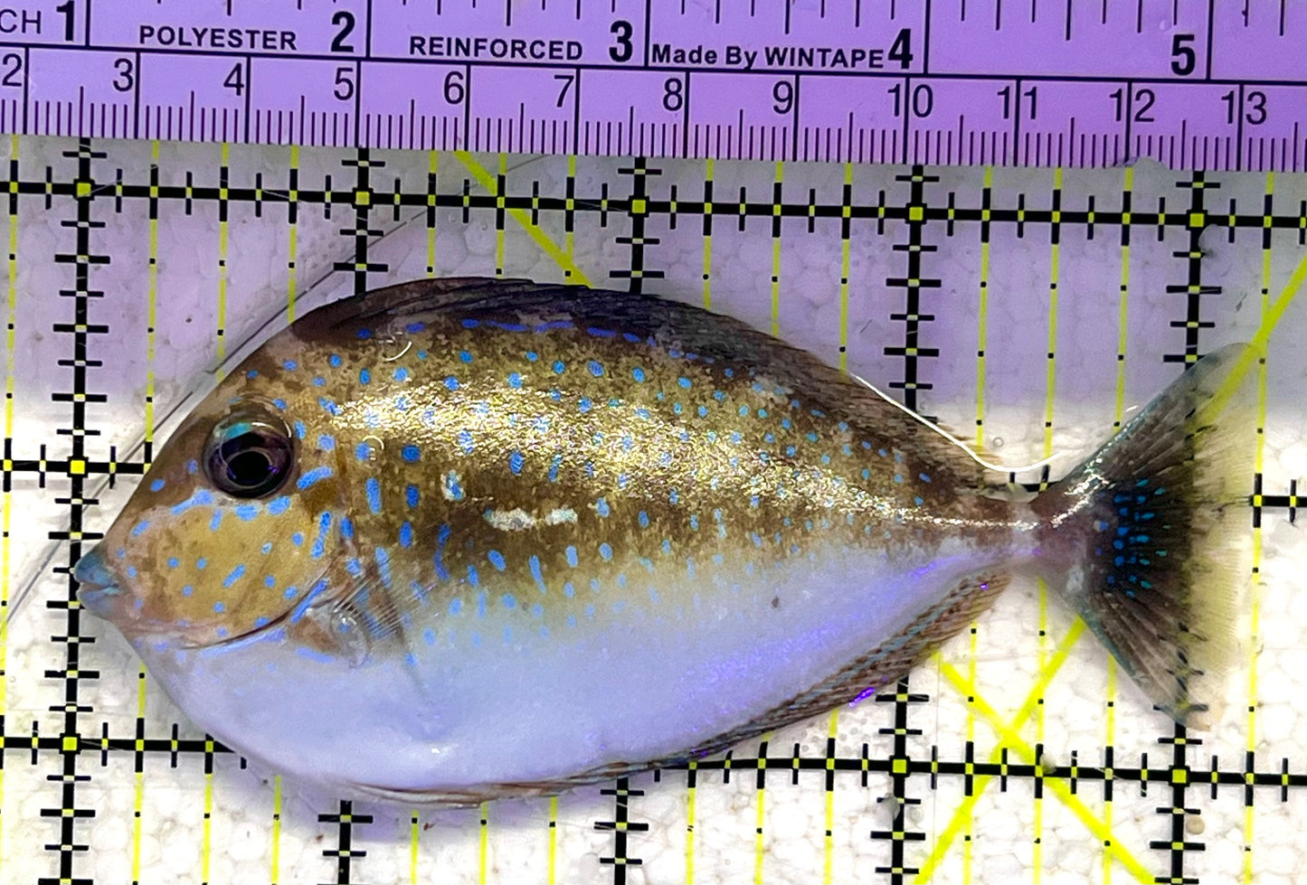 Vlamingi Unicorn Tang VUT033101 WYSIWYG Size: ML 4.5" approx