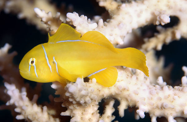 Poisson's Citron Goby (Maldives: Significantly Larger than Yellow Clown Goby) Size: XXL/SHOW 2.25" and Above