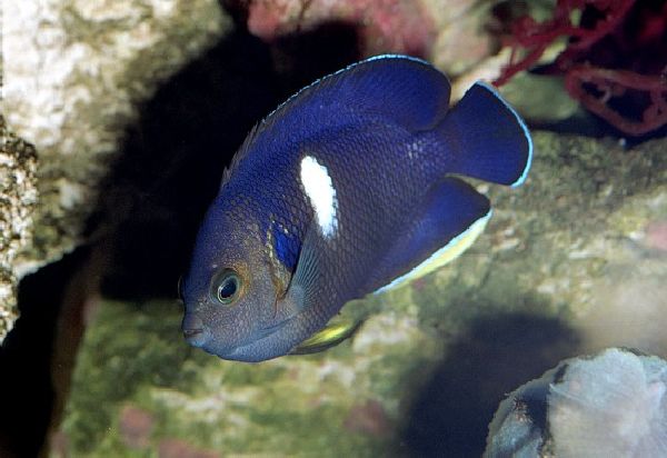 Keyhole Angelfish - Violet Sea Fish and Coral