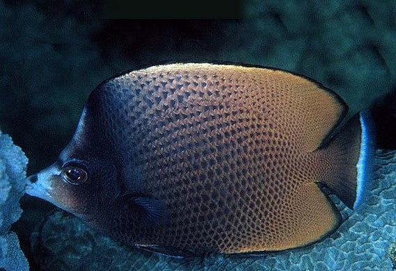 Oman Black Spotted Butterfly Size: SHOW 7" and Above