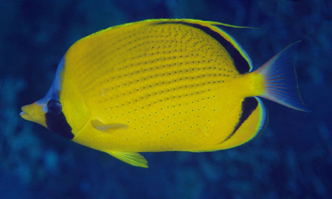Dotted Butterflyfish Size: M 2" to 3"