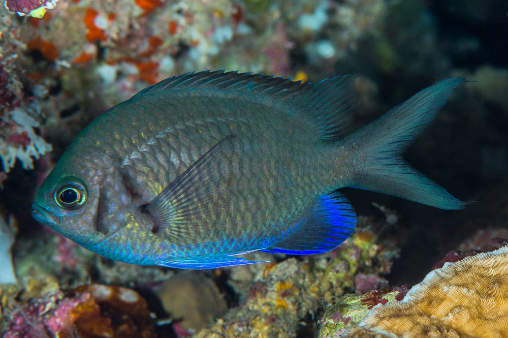 Yellow Speckle Chromis Size: M 1" to 2"