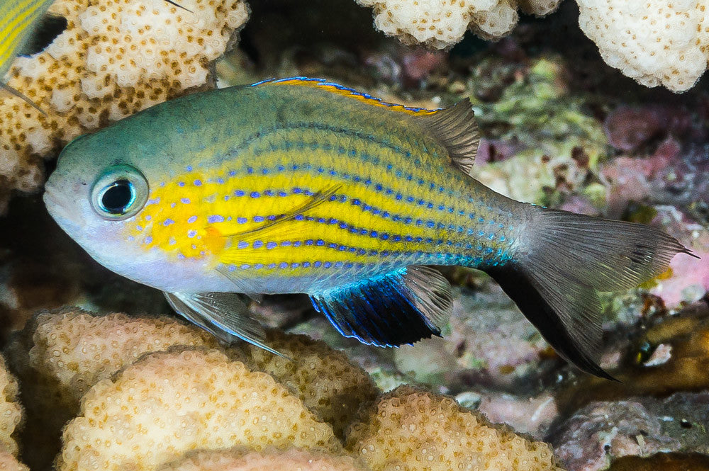 Vanderbilt's Chromis