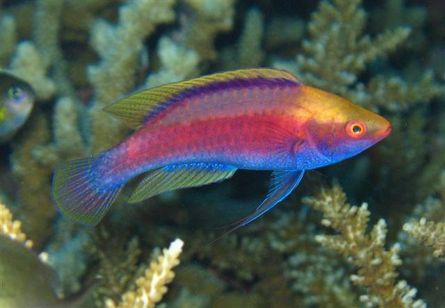 Rare Solomon Islands Rasberry Fairy Wrasse Size: XL 2.5" to 3.5"