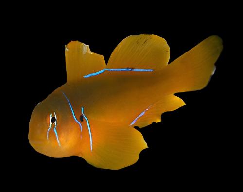 Poisson's Citron Goby (Maldives: Significantly Larger than Yellow Clown Goby) Size: S 1" to 1.25" - Violet Aquarium