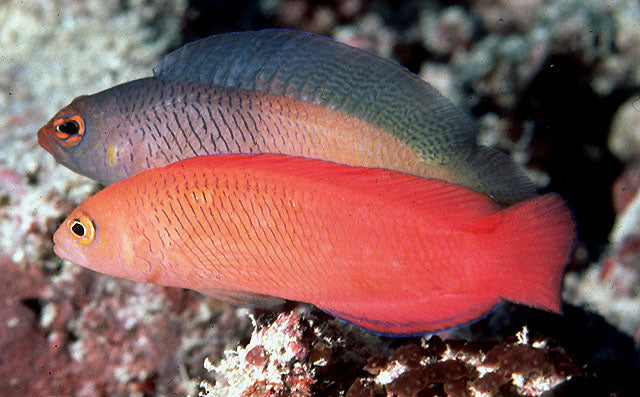 Rare Oblique Lined Dottyback