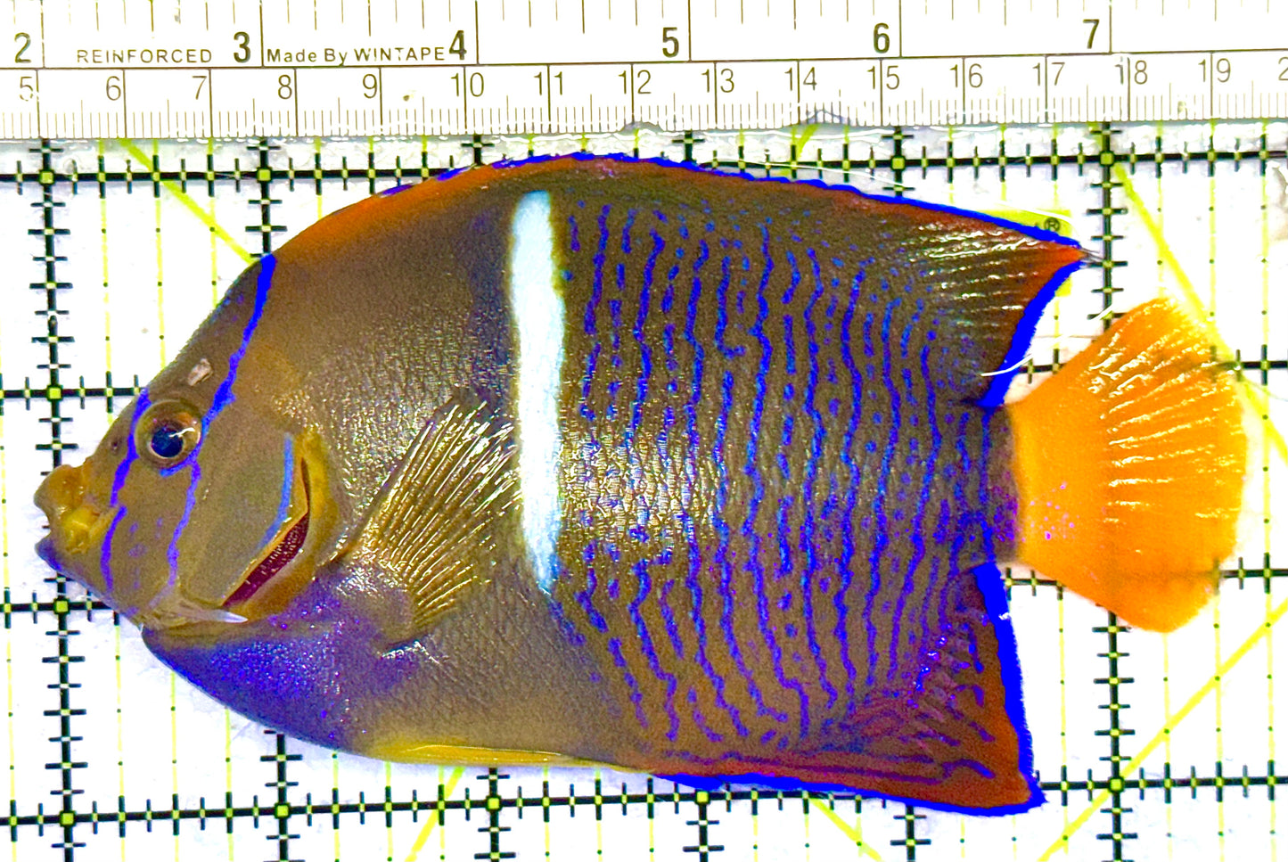 Passer King Angelfish PKA032702 WYSIWYG Size: XL 5.75" approx