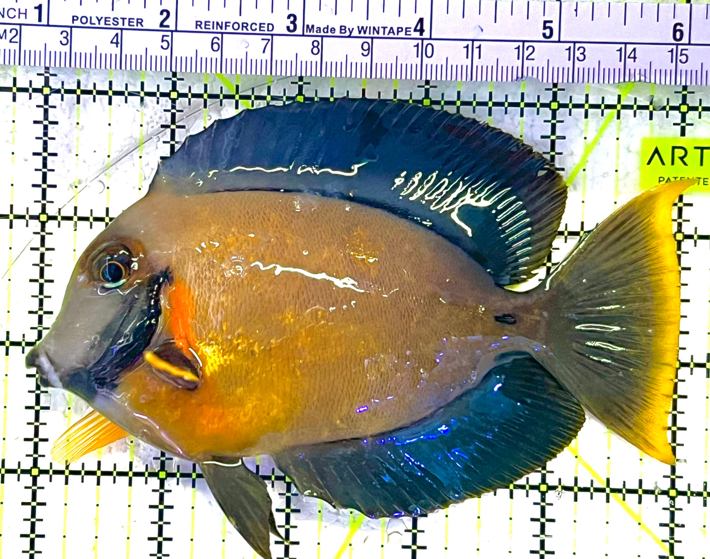 Chocolate Tang (Yellow Mimic when Juvenile) CT033101 WYSIWYG Size: L 5" approx