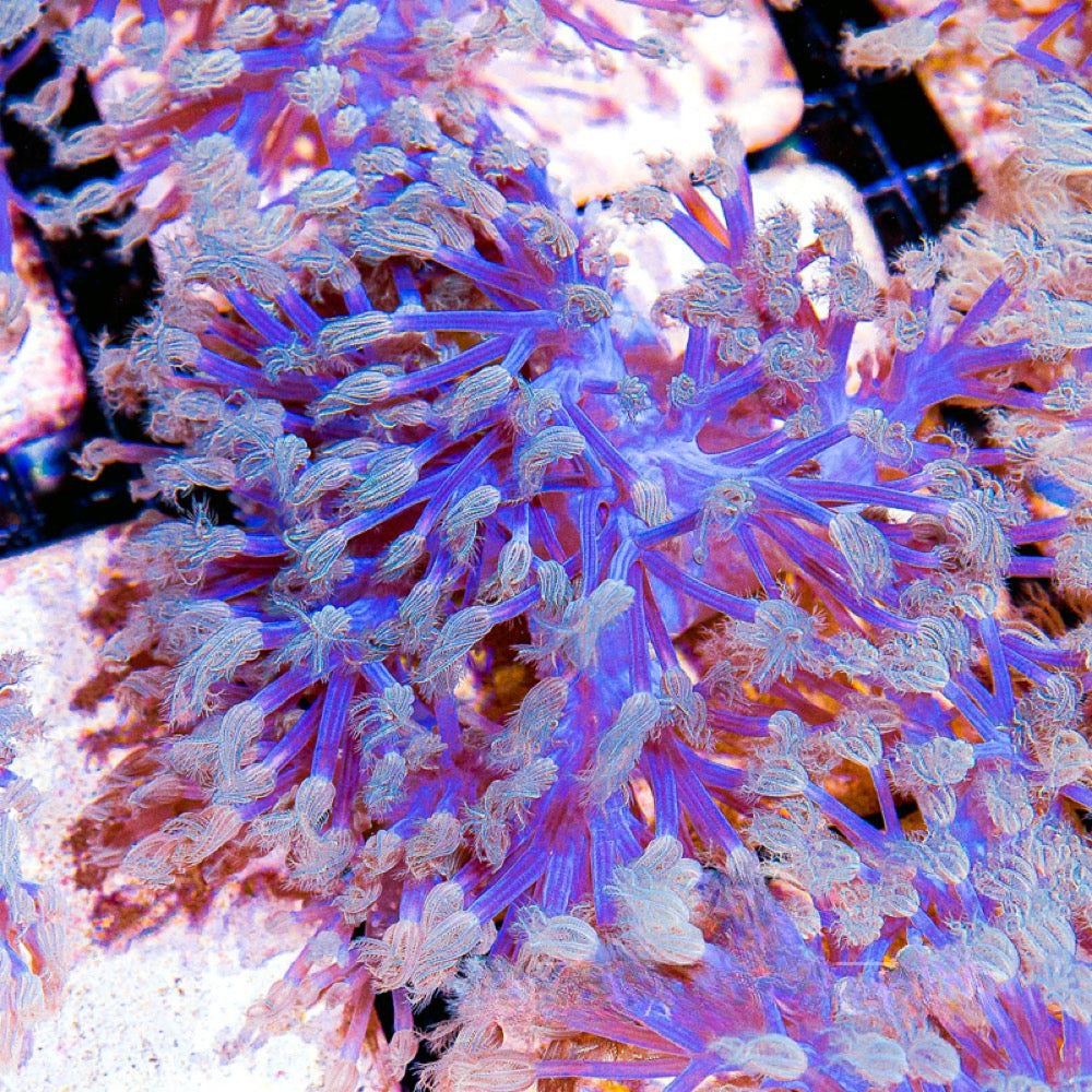 Starlight Cespitularia (Aquacultured) Size: L 2" to 3" Approx Frag