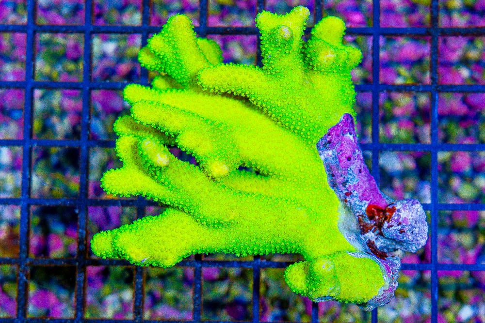 Fiji Lime to Lemon Porites Size: M 0.75" to 1.5" Frag