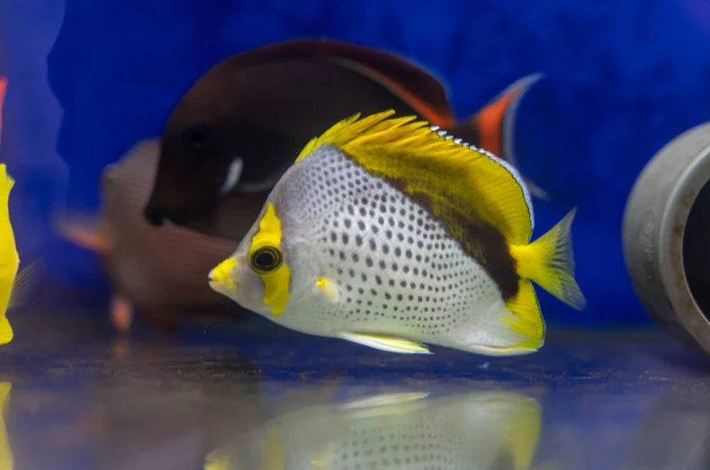 Declivis Butterflyfish M 2" to 3"
