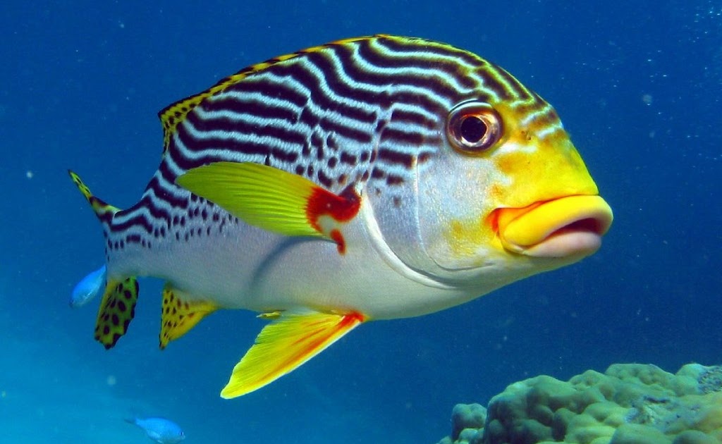 Yellow Banded Sweetlips Size: S 2" to 3"