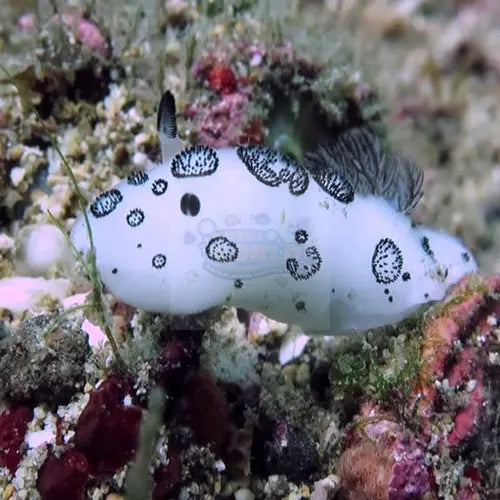 Jorunna Nudibranch
