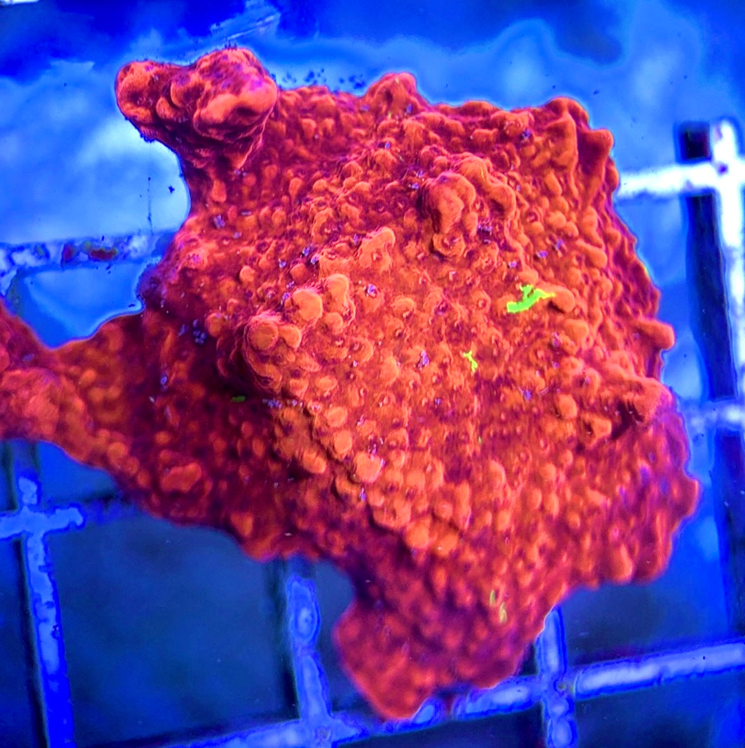 Red and Green Grafted Montipora RGGM042204 WYSIWYG