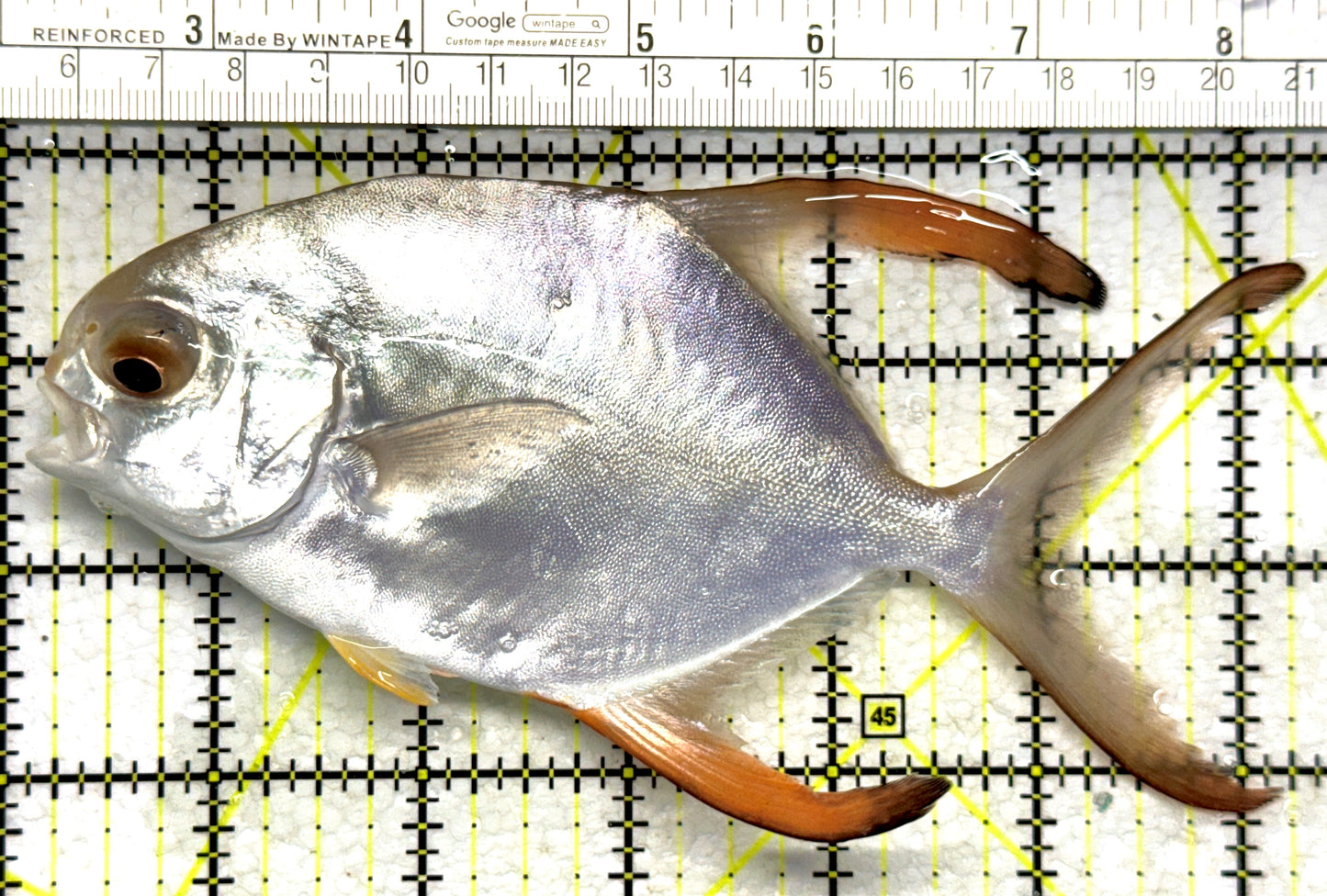 Round Pompano RP102801 WYSIWYG Size ML: 6.25" approx