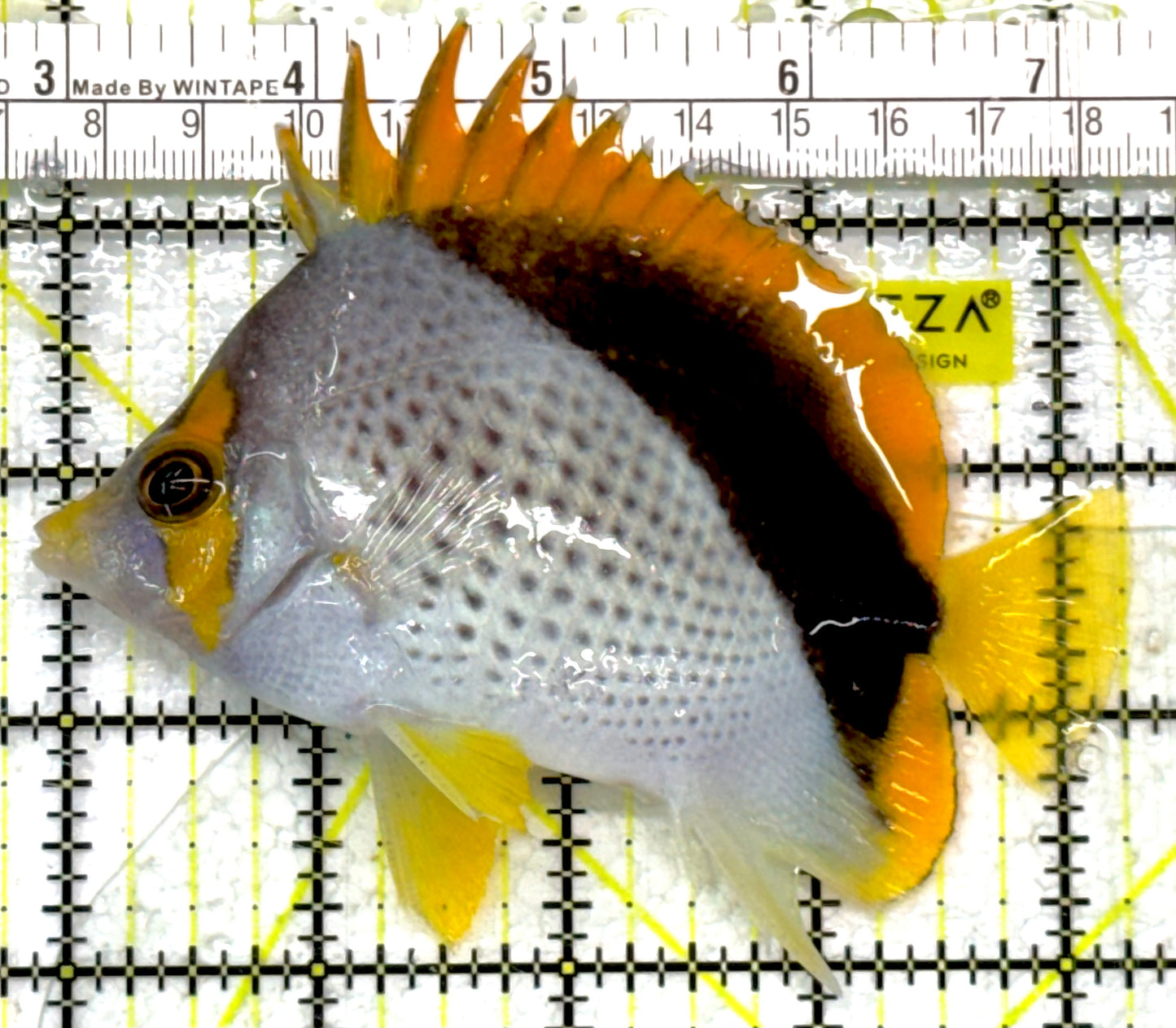 Declivis Butterflyfish DB040503 WYSIWYG Size: L 4.25" approx