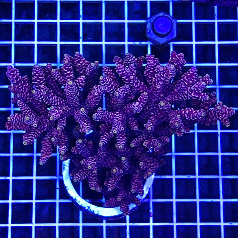 Aussie Ultra Hot Red/Green Acropora Millepora Mother Colony