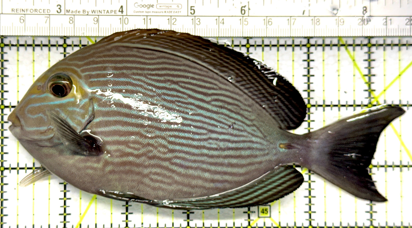 Mata Tang MT102801 WYSIWYG Size: L 6.5" approx