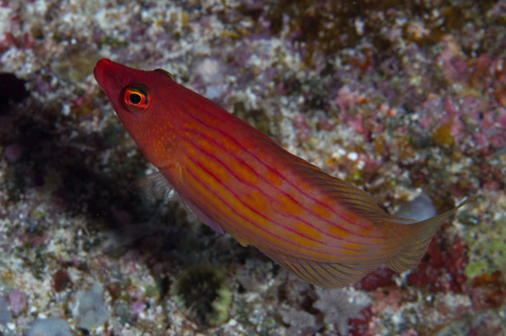 Eightline Wrasse Size: S 1" to 1.5"