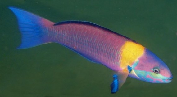 Paddlefin Wrasse - Violet Sea Fish and Coral