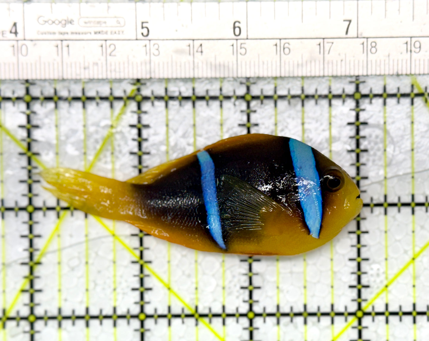 Rare Tonga Island Orangetail Bluestripe Clownfish RTIOBC111901 WYSIWYG Size : L 3" approx