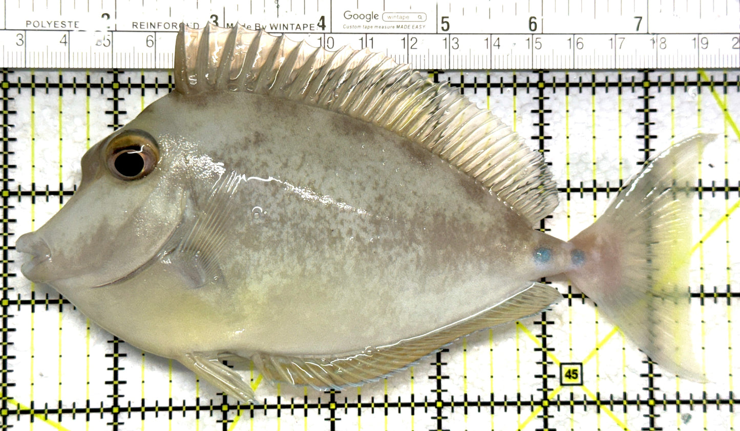 Unicorn Tang UT102802 WYSIWYG Size: XL 6.75" approx