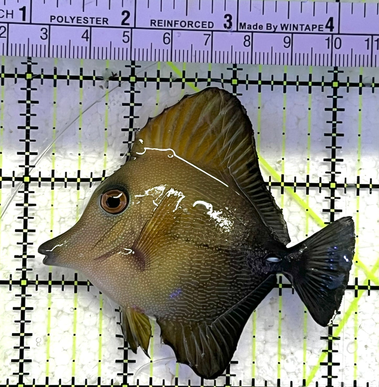Scopas Tang ST033101 WYSIWYG Size: M 3" approx